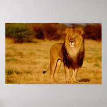Africa, Namibia, Okonjima. Lone male lion
