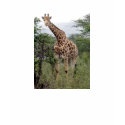 AFRICA t-shirts