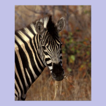Africa, South Africa, Kruger NP Zebra portrait posters