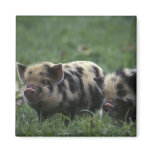 Africa, South Africa, near Gansbaii Domestic Refrigerator Magnets