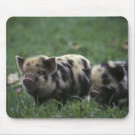 Africa, South Africa, near Gansbaii Domestic Mouse Pad