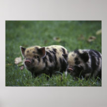 Africa, South Africa, near Gansbaii Domestic Print