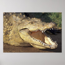 Africa, South Africa Nile crocodile