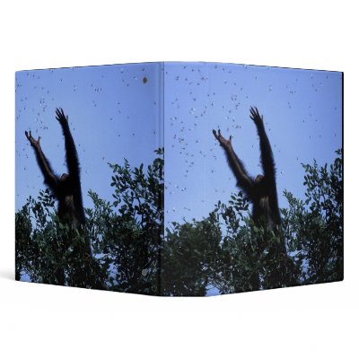 Africa, Tanzania, Glitter reaches for flying Binders by danitadelimont