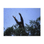 Africa, Tanzania, Glitter reaches for flying Postcard