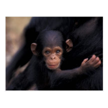 Africa, Tanzania, Gombe Nat'l Park,  Flirt, a Post Cards