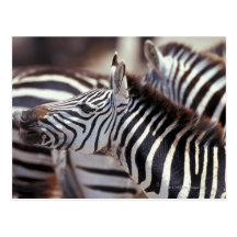 Africa,Tanzania,herd of zebras Postcards