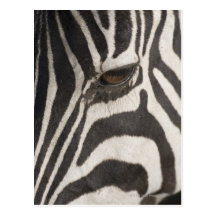 'Africa, Tanzania, Ngorongoro Conservation Area' Post Card