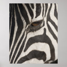 'Africa, Tanzania, Ngorongoro Conservation Area' Print