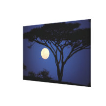 Africa, Tanzania, Tarangire. Acacia tree in Gallery Wrap Canvas