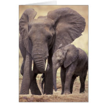 Africa, Tanzania, Tarangire National Park. 2 Greeting Card