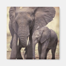 Africa, Tanzania, Tarangire National Park. 2 Magnets