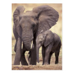 Africa, Tanzania, Tarangire National Park. 2 Post Card