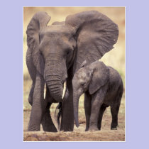 Africa, Tanzania, Tarangire National Park. 2 postcards