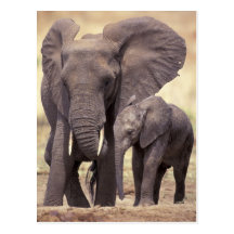 Africa, Tanzania, Tarangire National Park. 2 Post Card
