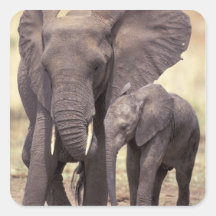 Africa, Tanzania, Tarangire National Park. 2 Square Stickers