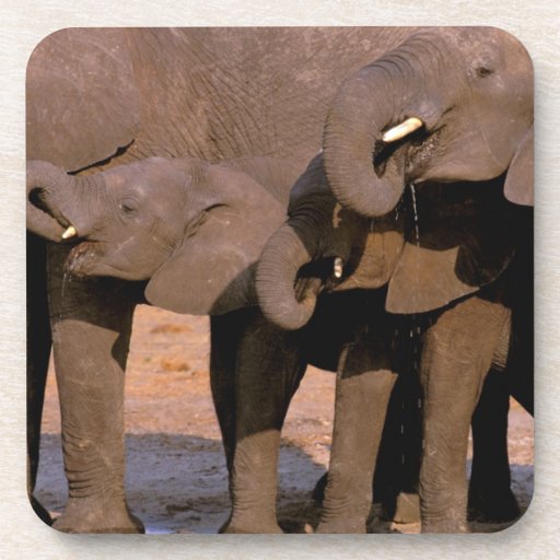 Africa, Tanzania, Tarangire National Park. Drink Coasters