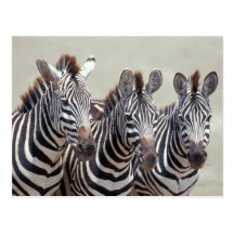 Africa, Tanzania, zebras Postcard