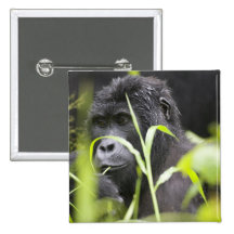 Africa, Uganda, Bwindi Impenetrable National Pinback Buttons