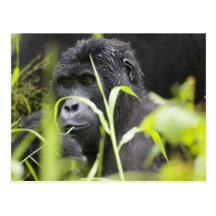 Africa, Uganda, Bwindi Impenetrable National Post Card