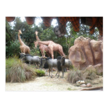 African Animals Postcards