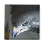 African Augar Buzzard Fridge Magnets