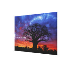 African baobab tree, Adansonia digitata, 2 Stretched Canvas Prints