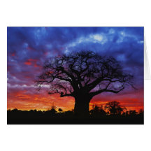 African baobab tree, Adansonia digitata, 2 Card