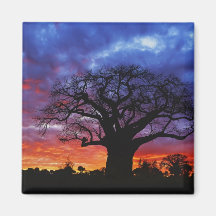 African baobab tree, Adansonia digitata, 2 Fridge Magnet