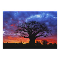 African baobab tree, Adansonia digitata, 2