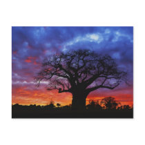 African baobab tree, Adansonia digitata, 2 Postcard