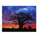African baobab tree, Adansonia digitata, 2 Postcard
