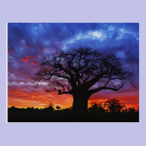 African baobab tree, Adansonia digitata, 2 postcards