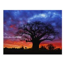 African baobab tree, Adansonia digitata, 2 Postcard