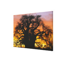 African baobab tree, Adansonia digitata, Canvas Print