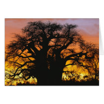 African baobab tree, Adansonia digitata, Cards
