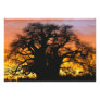African baobab tree, Adansonia digitata,