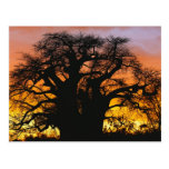 African baobab tree, Adansonia digitata, Post Cards