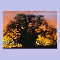 African baobab tree, Adansonia digitata, posters