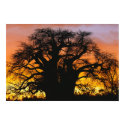 African baobab tree, Adansonia digitata, Print