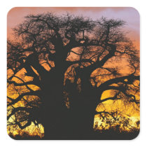 African baobab tree, Adansonia digitata, Sticker