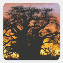 African baobab tree, Adansonia digitata, Sticker