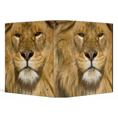 African Barbary Lion, Panthera leo leo, one of Binder by danitadelimont