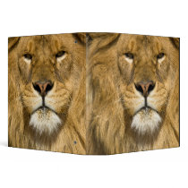 African Barbary Lion, Panthera leo leo, one of Binder
