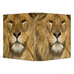 African Barbary Lion, Panthera leo leo, one of Binder