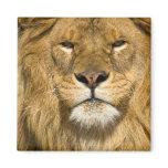 African Barbary Lion, Panthera leo leo, one of Fridge Magnets