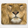 African Barbary Lion, Panthera leo leo, one of Mousepads