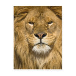 African Barbary Lion, Panthera leo leo, one of Postcards
