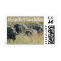 African Big Five: Cape Buffalo postage