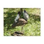 African Birds: Kori Bustard Postcards